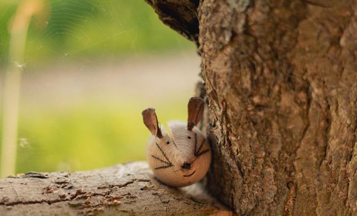 Spot our very own woodland wildlife